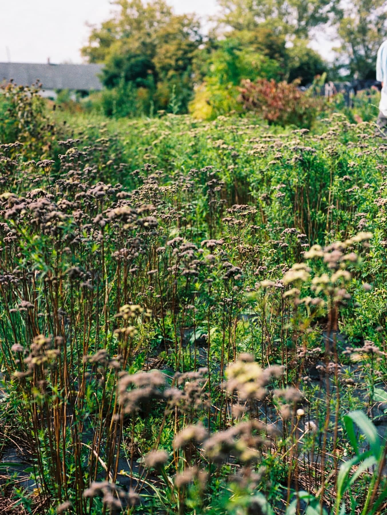 Learning the native plants in NY